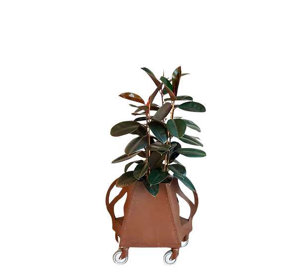 Ficus Abidjan