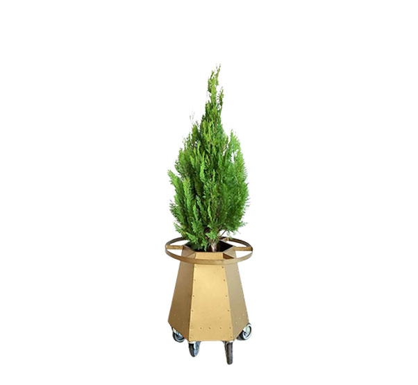 Thuja Piramidal Aurea